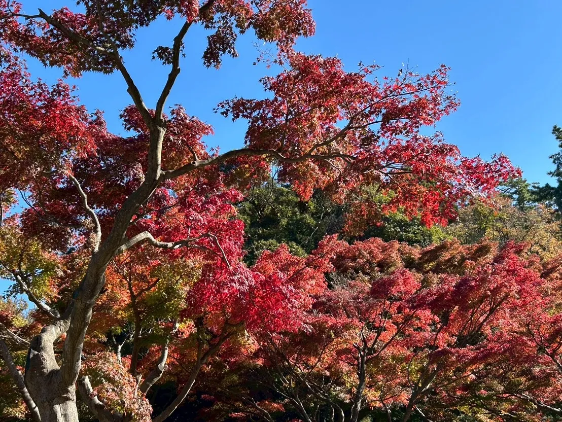We went to the Oike Park！🍂